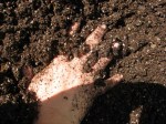 Hands in the dirt
