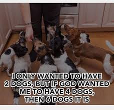 dogs multiplying